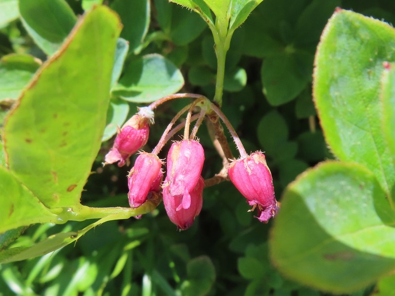 Rhododendron multiflorum photo 6