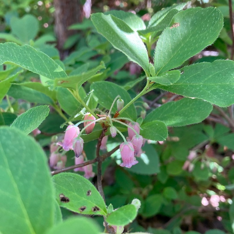 Rhododendron multiflorum photo 8