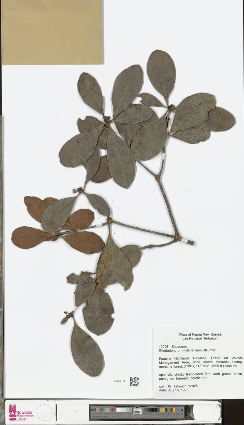 Rhododendron multinervium