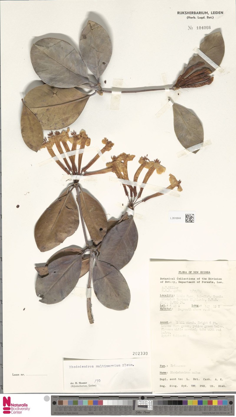 Rhododendron multinervium photo 2