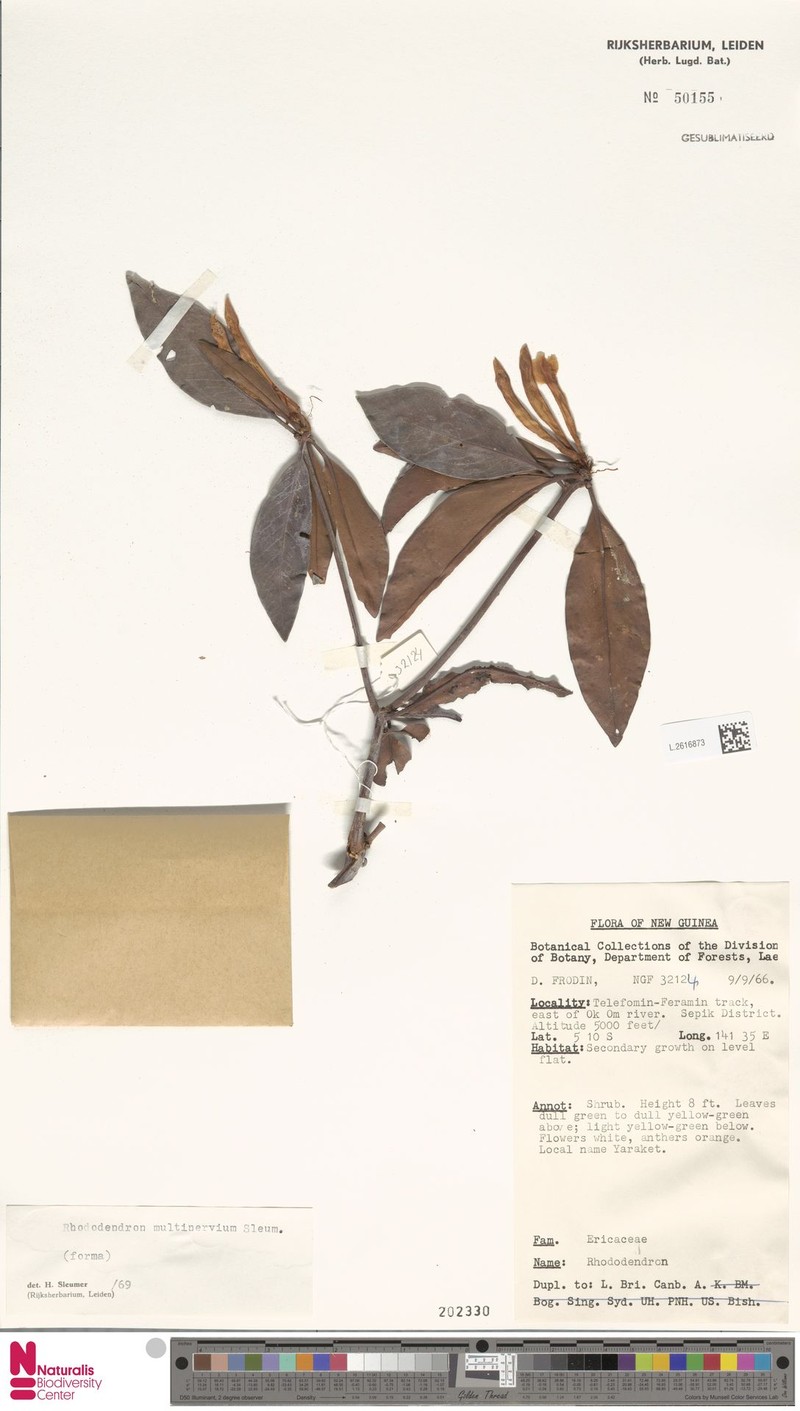 Rhododendron multinervium photo 3