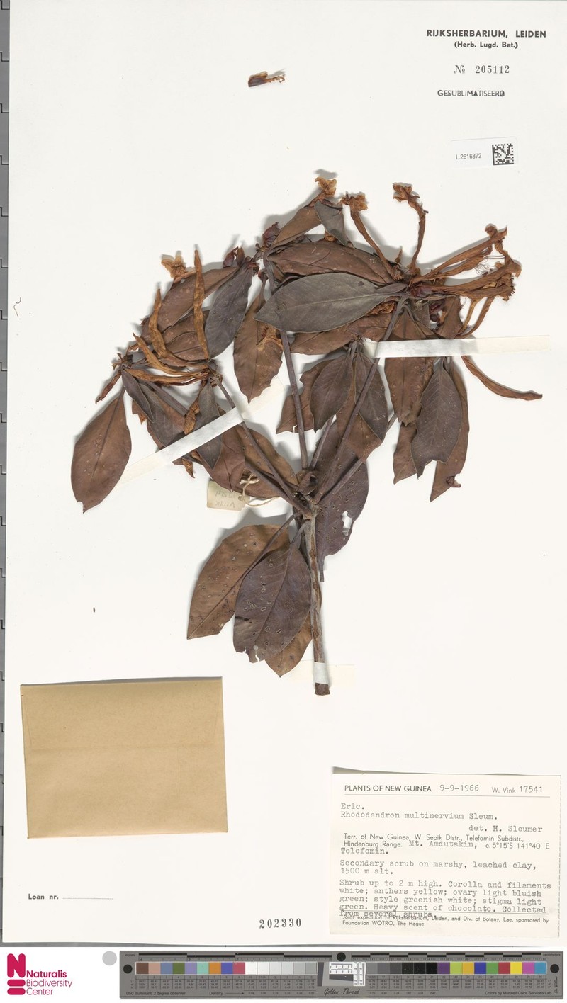 Rhododendron multinervium photo 4