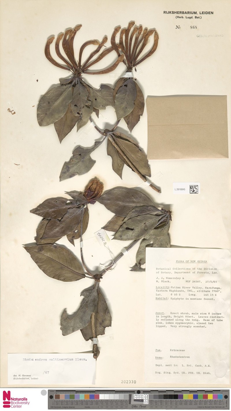 Rhododendron multinervium photo 5