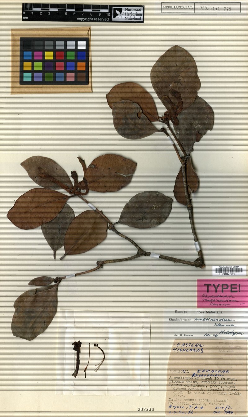 Rhododendron multinervium photo 6