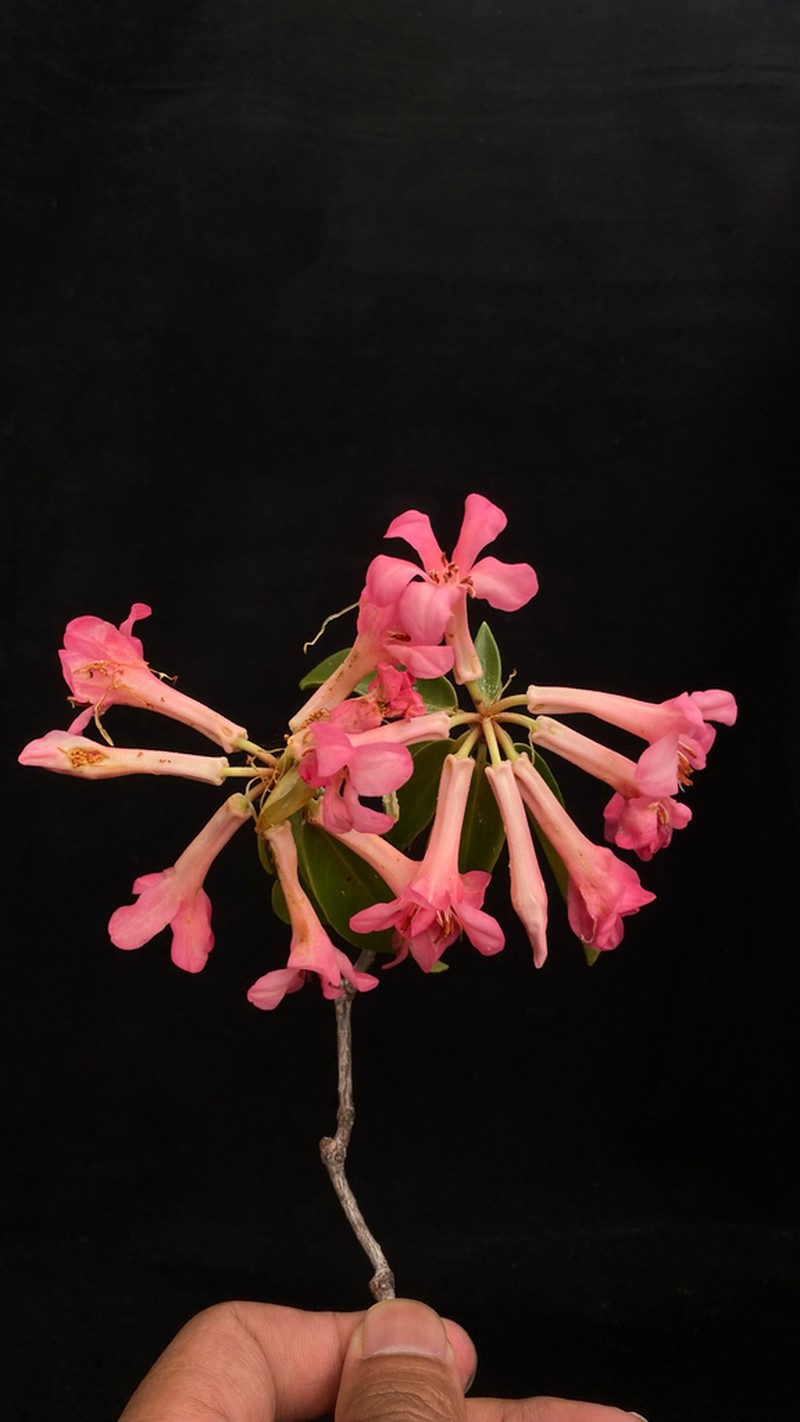 Rhododendron mulyaniae
