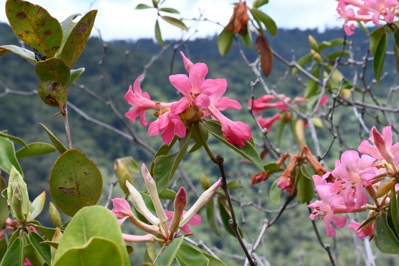 Rhododendron mulyaniae photo 2
