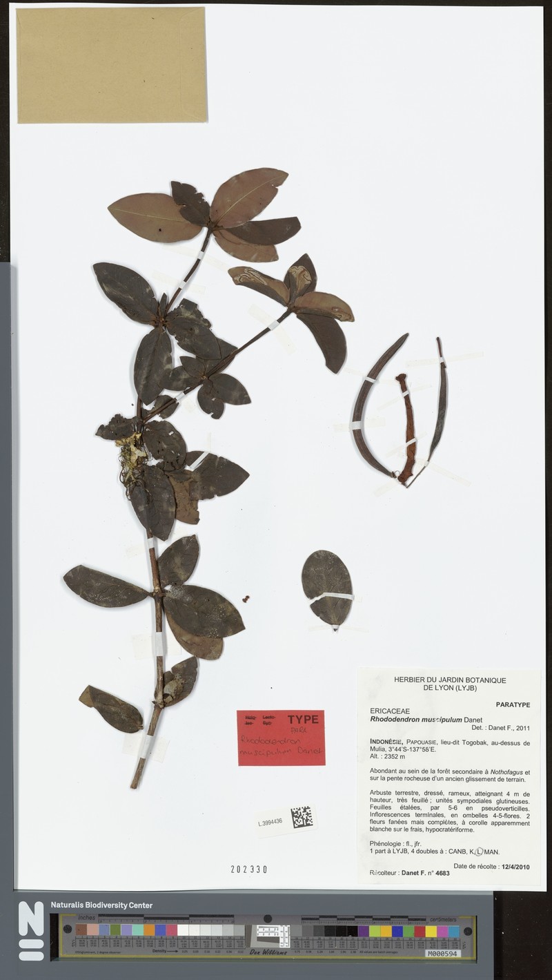 Rhododendron muscipulum
