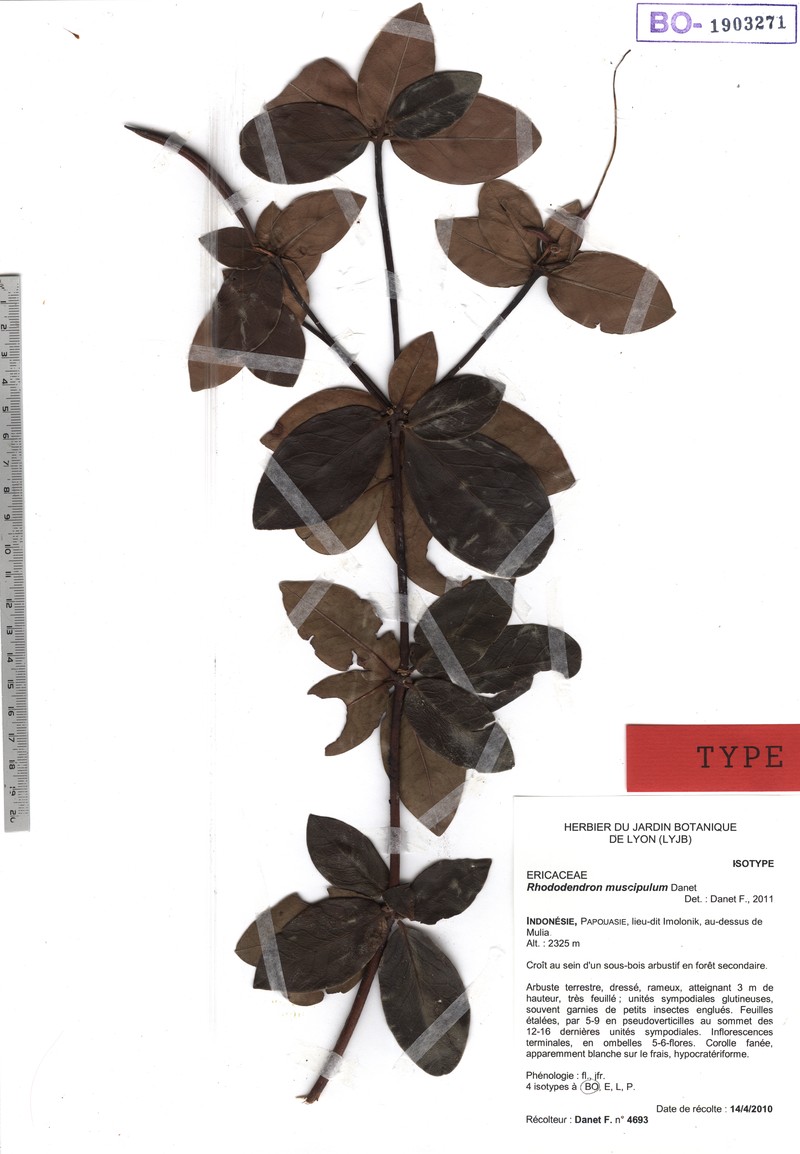 Rhododendron muscipulum photo 2