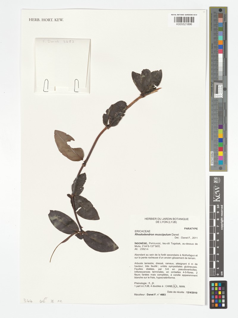 Rhododendron muscipulum photo 3