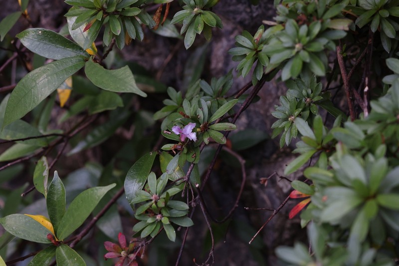 Rhododendron naamkwanense