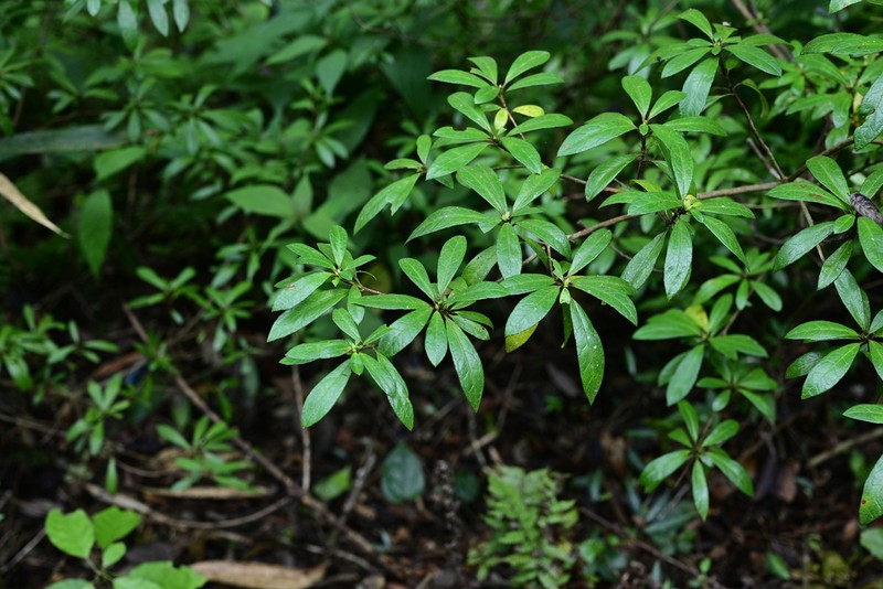 Rhododendron naamkwanense photo 3