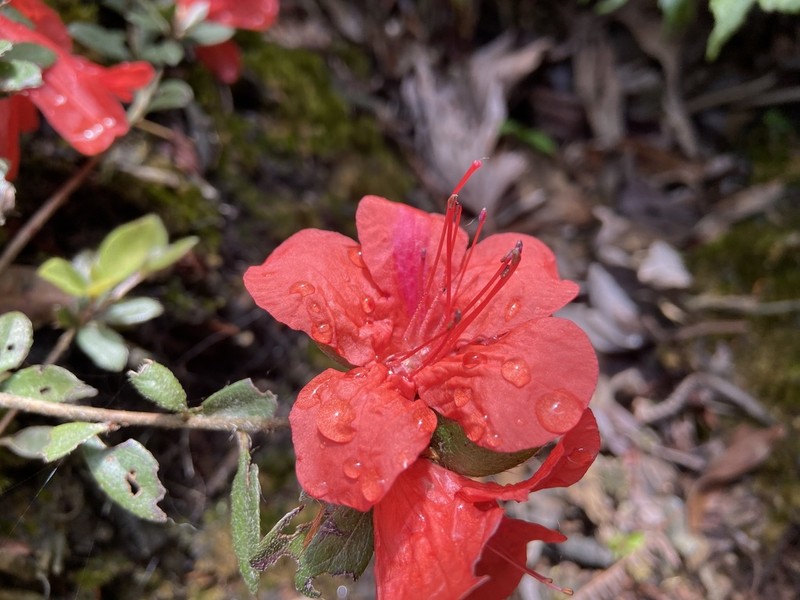 Rhododendron nakaharae photo 2