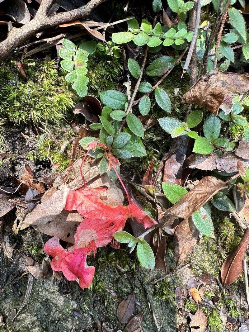 Rhododendron nakaharae photo 3