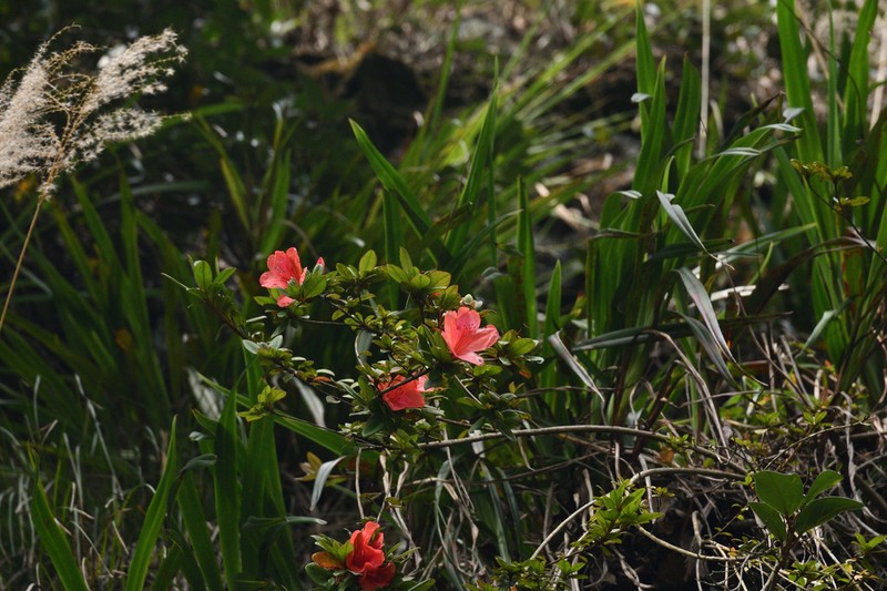 Rhododendron nakaharae photo 4