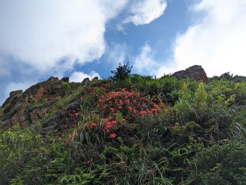 Rhododendron nakaharae photo 5