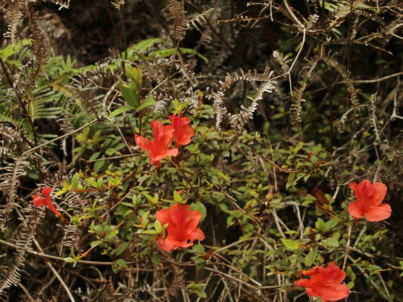 Rhododendron nakaharae photo 6