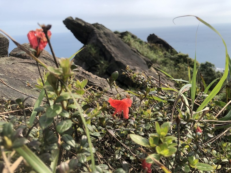Rhododendron nakaharae photo 8