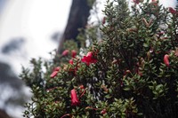 Rhododendron nanophyton