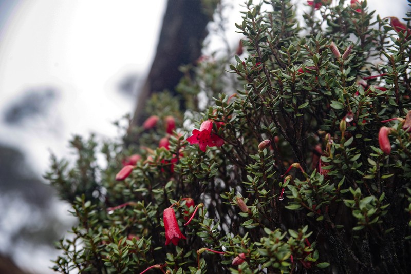 Rhododendron nanophyton