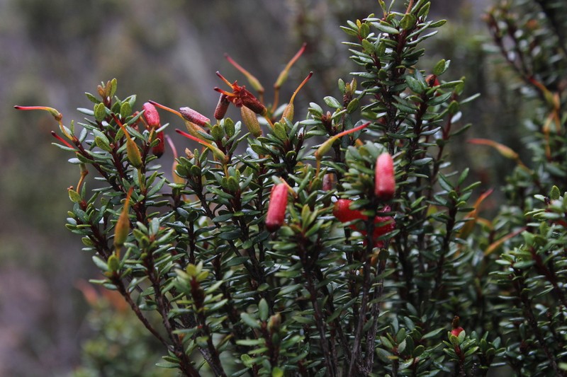 Rhododendron nanophyton photo 2