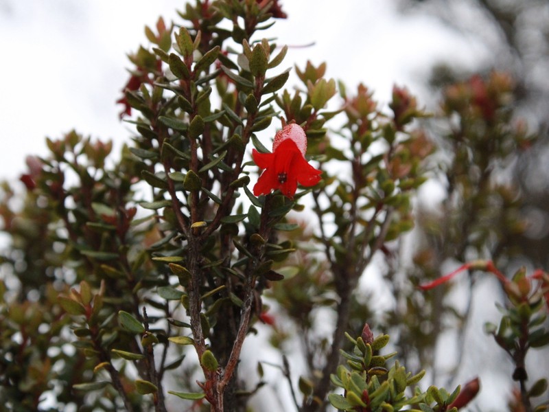 Rhododendron nanophyton photo 3