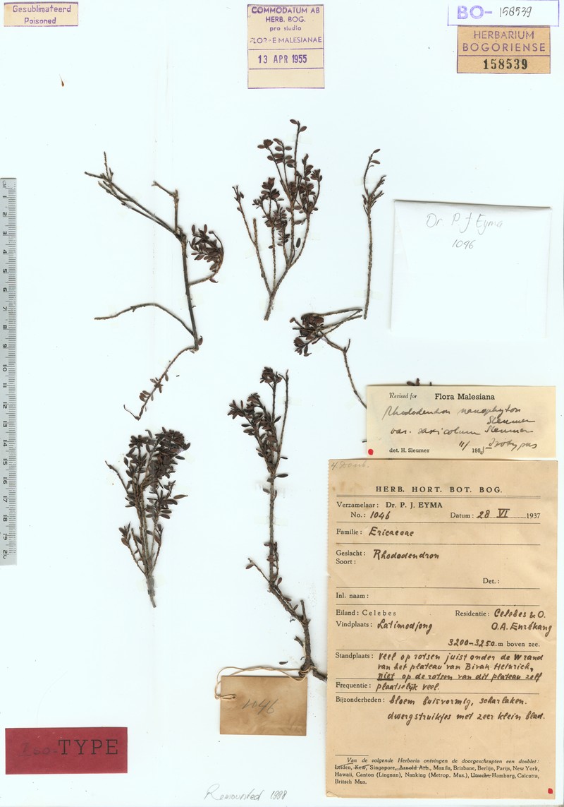 Rhododendron nanophyton var. petrophilum