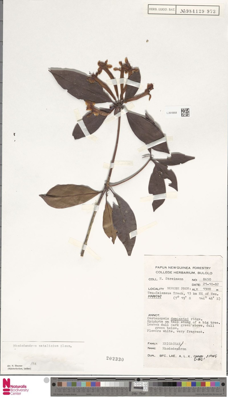 Rhododendron natalicium