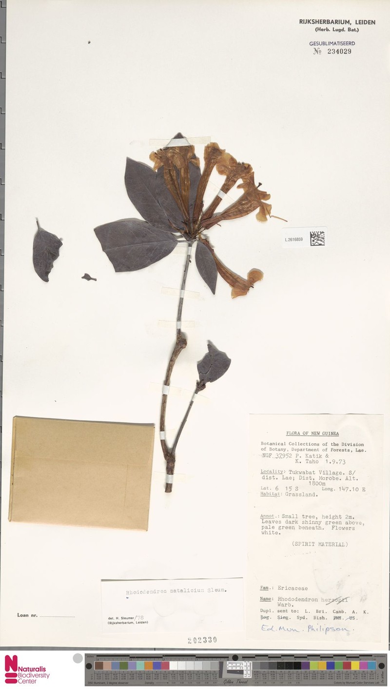 Rhododendron natalicium photo 2