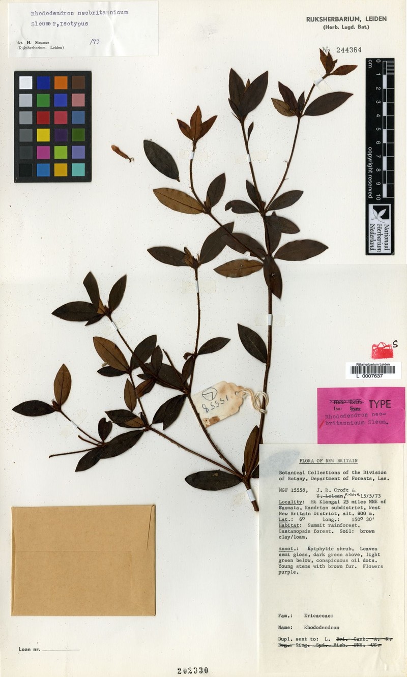 Rhododendron neobritannicum