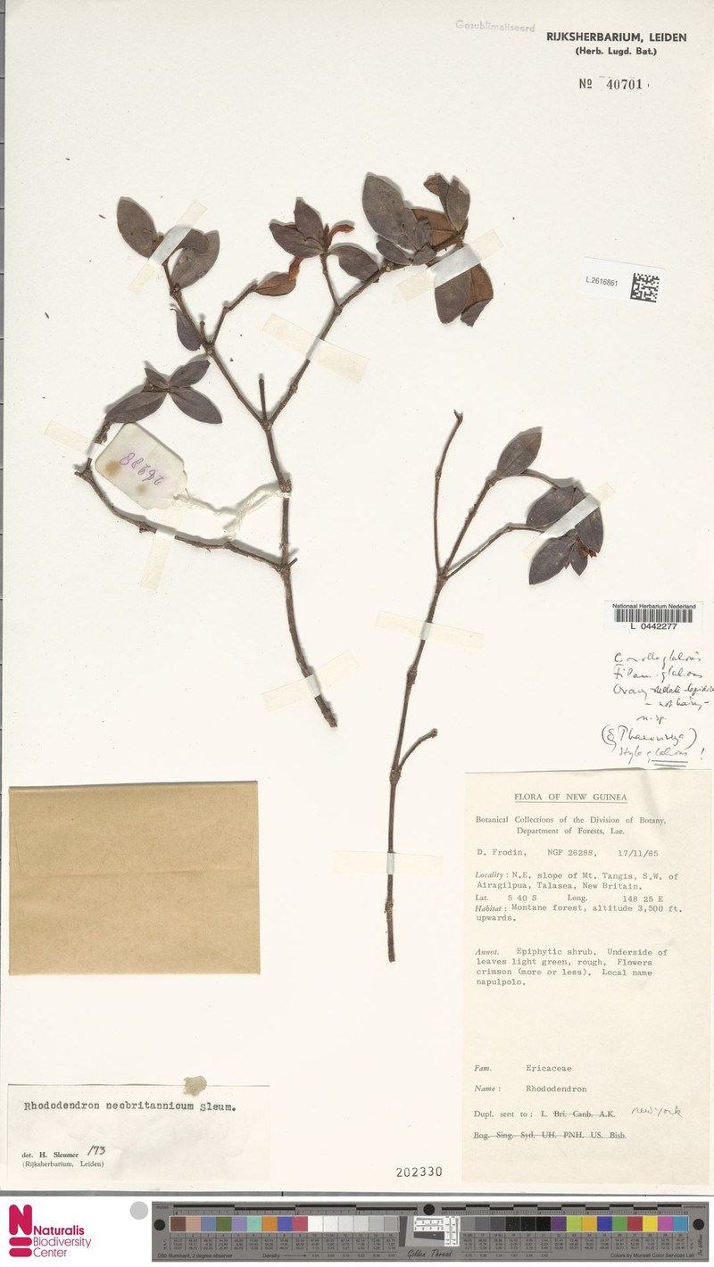 Rhododendron neobritannicum photo 2