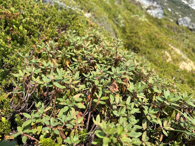 Rhododendron neoglandulosum