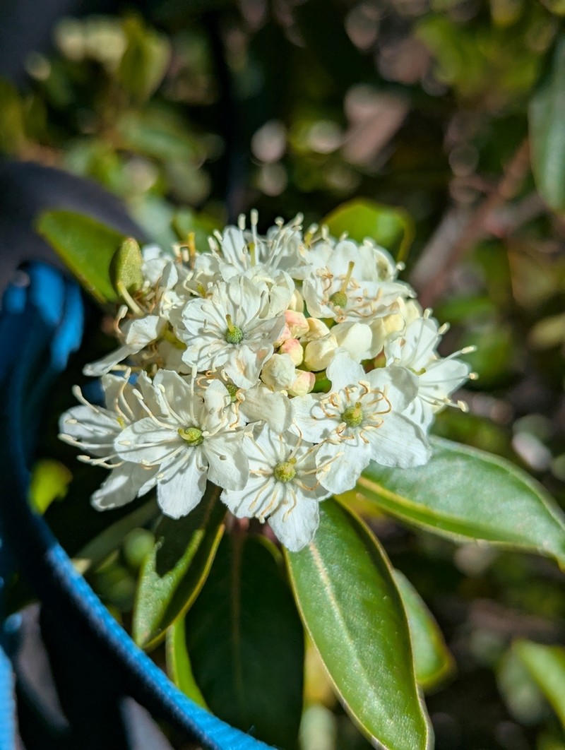Rhododendron neoglandulosum photo 2