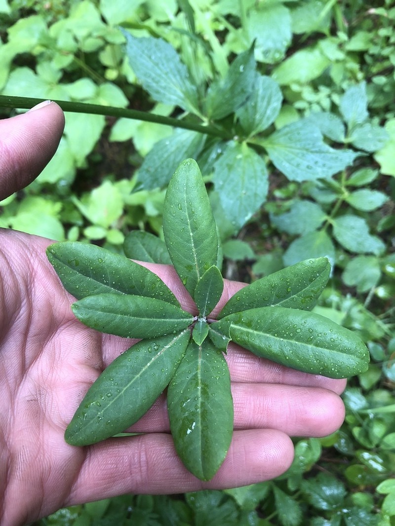 Rhododendron neoglandulosum photo 4