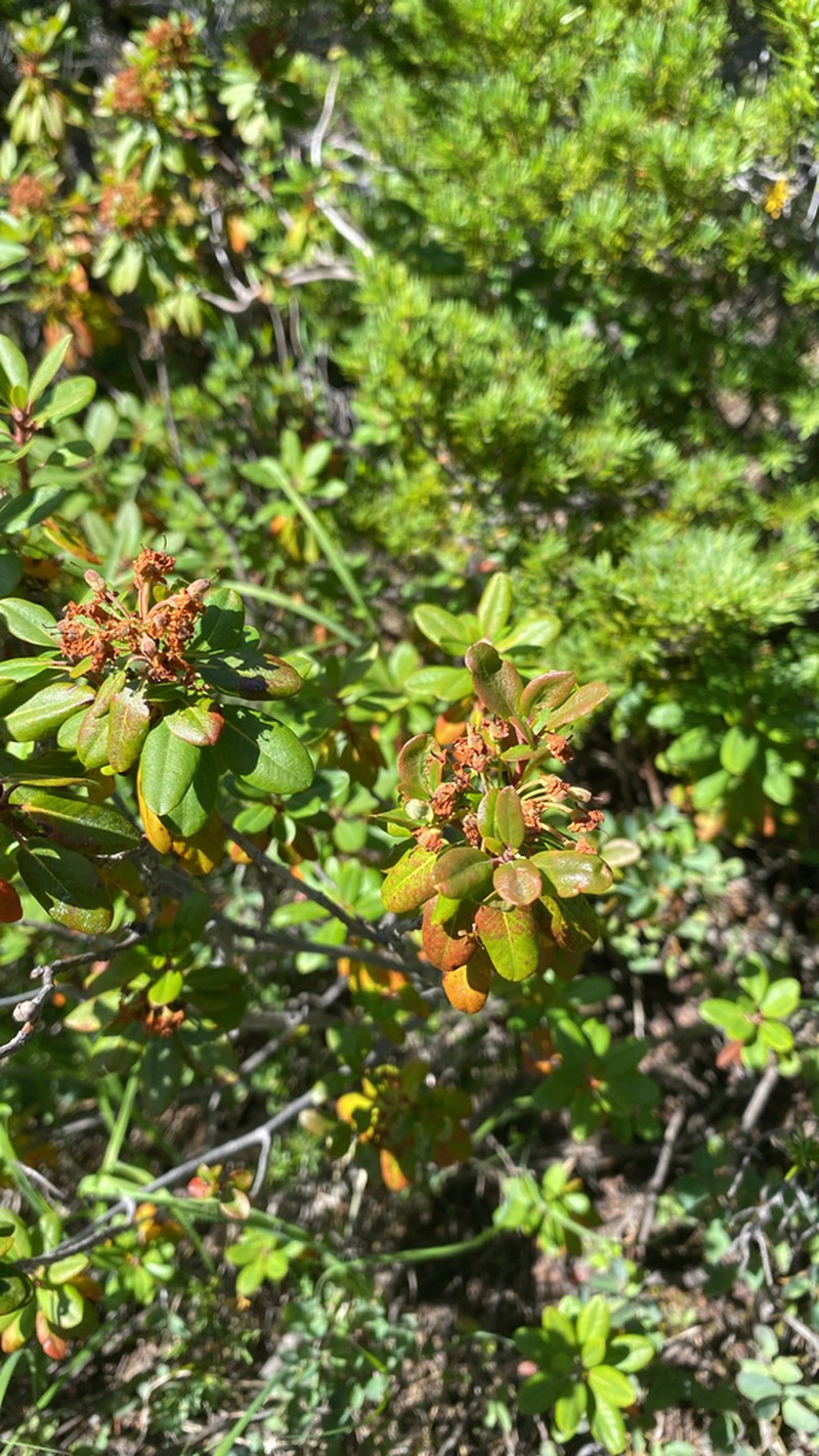 Rhododendron neoglandulosum photo 5