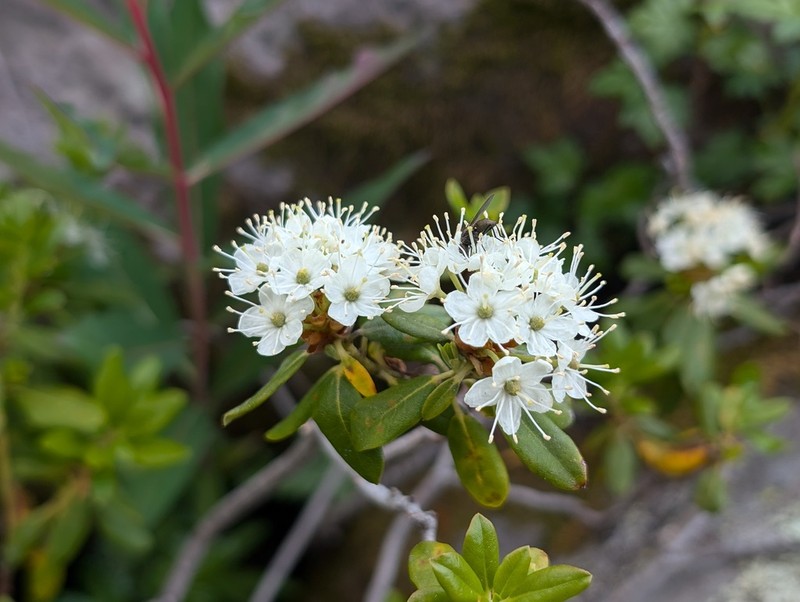 Rhododendron neoglandulosum photo 6