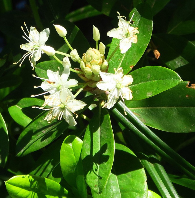 Rhododendron neoglandulosum photo 7