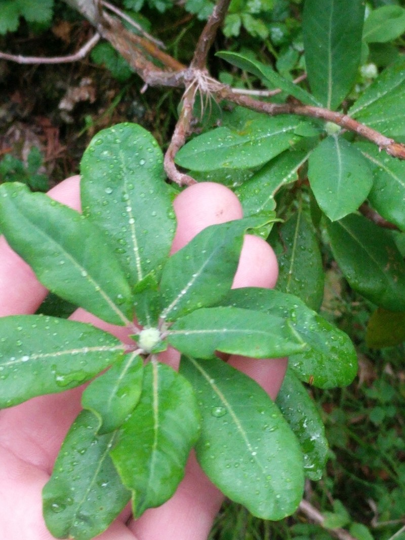 Rhododendron neoglandulosum photo 8