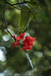 Rhododendron neriiflorum