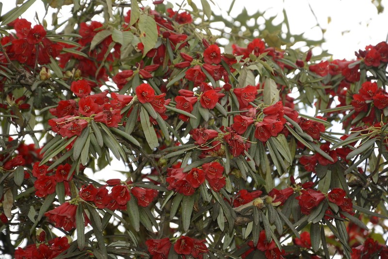 Rhododendron neriiflorum photo 2