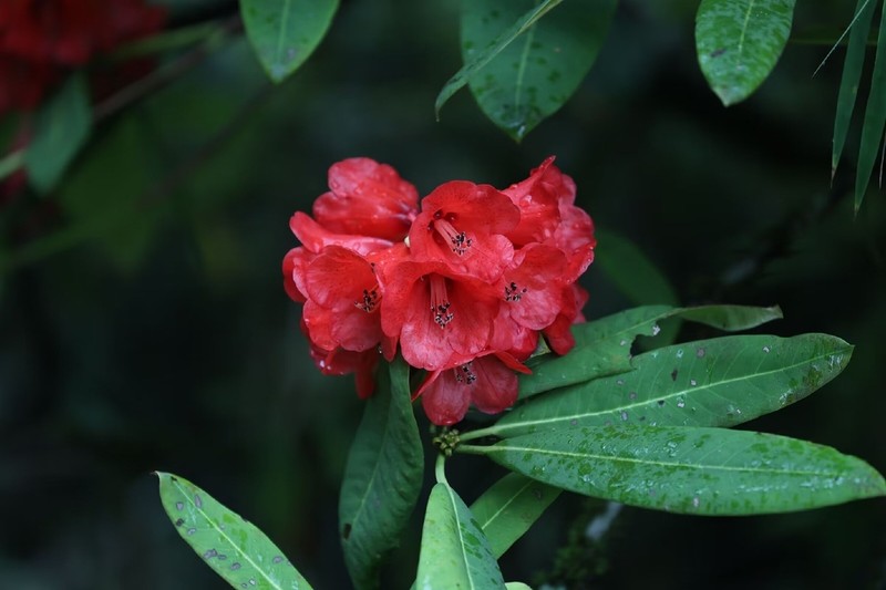 Rhododendron neriiflorum photo 3