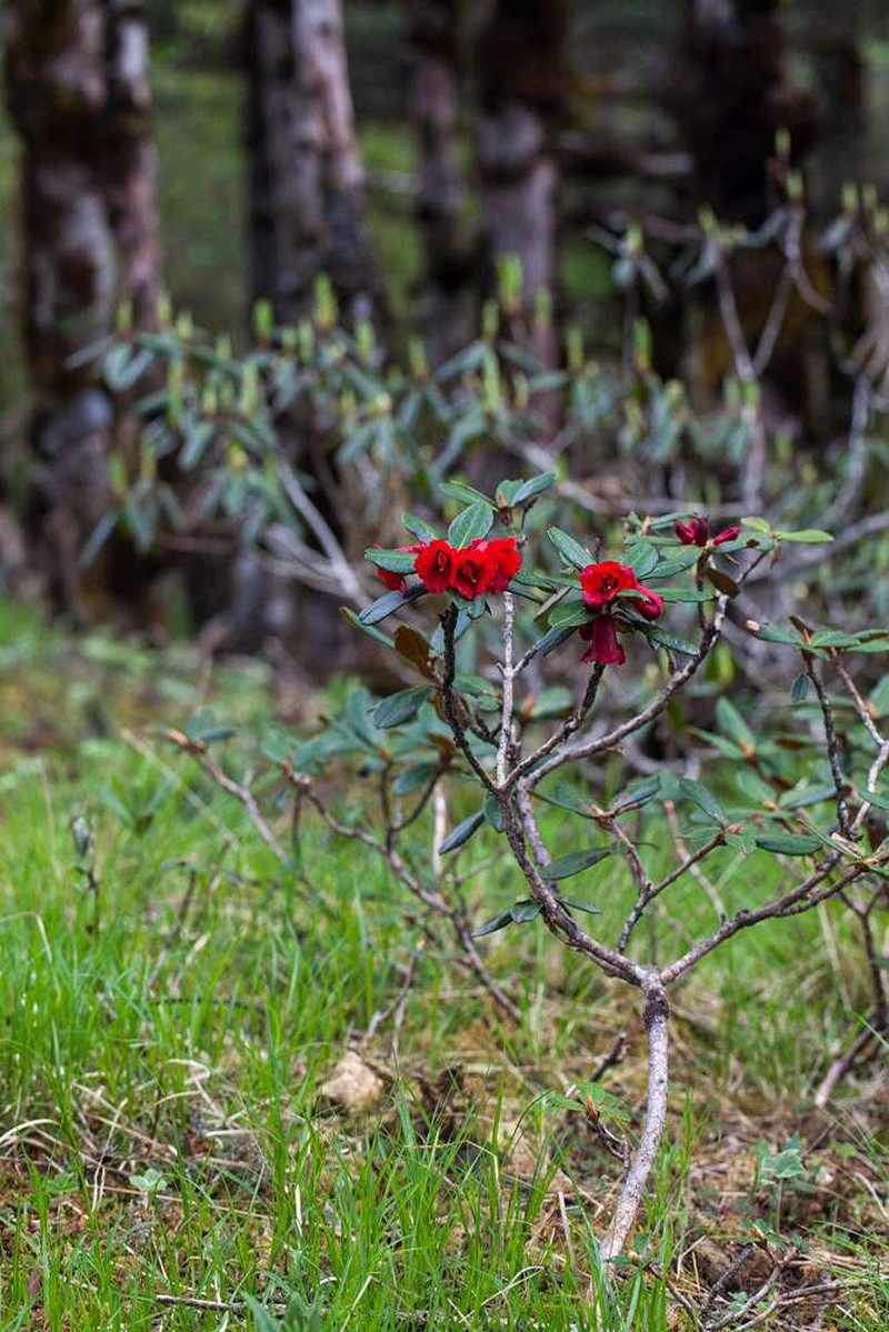 Rhododendron neriiflorum photo 4