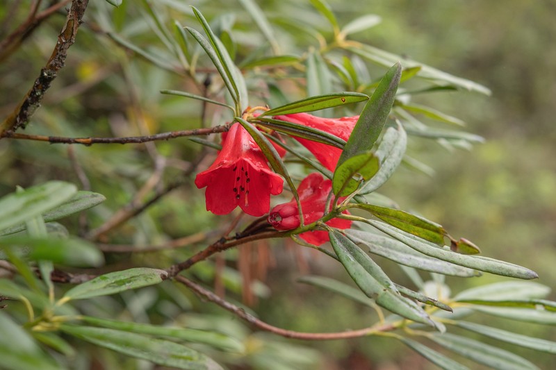 Rhododendron neriiflorum photo 5