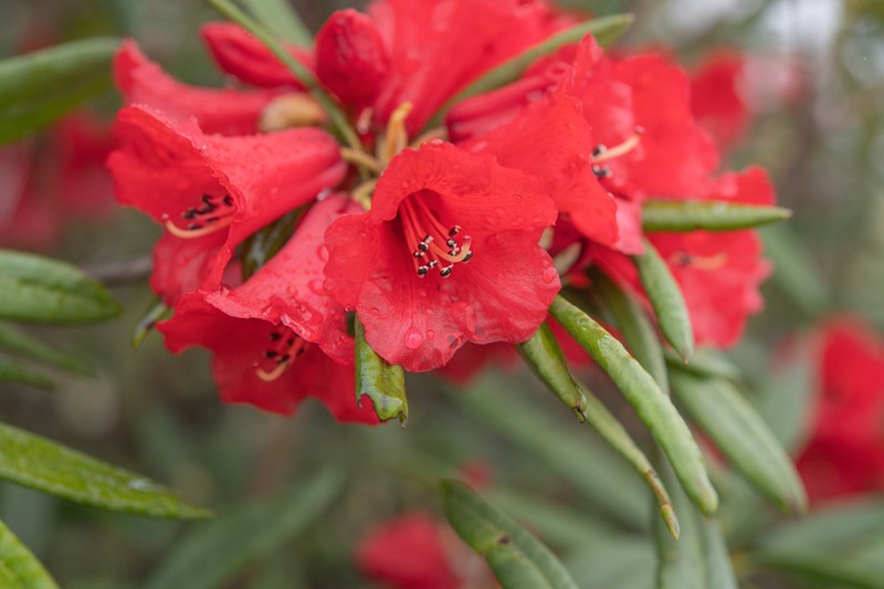 Rhododendron neriiflorum photo 6