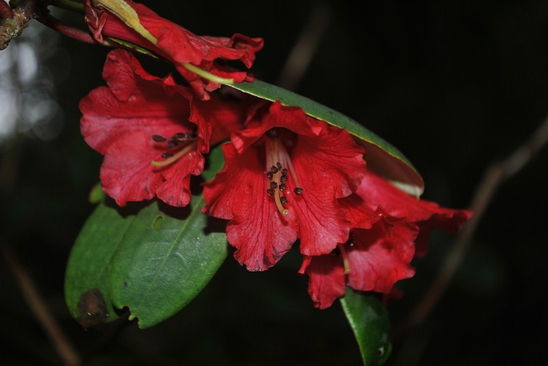 Rhododendron neriiflorum photo 7