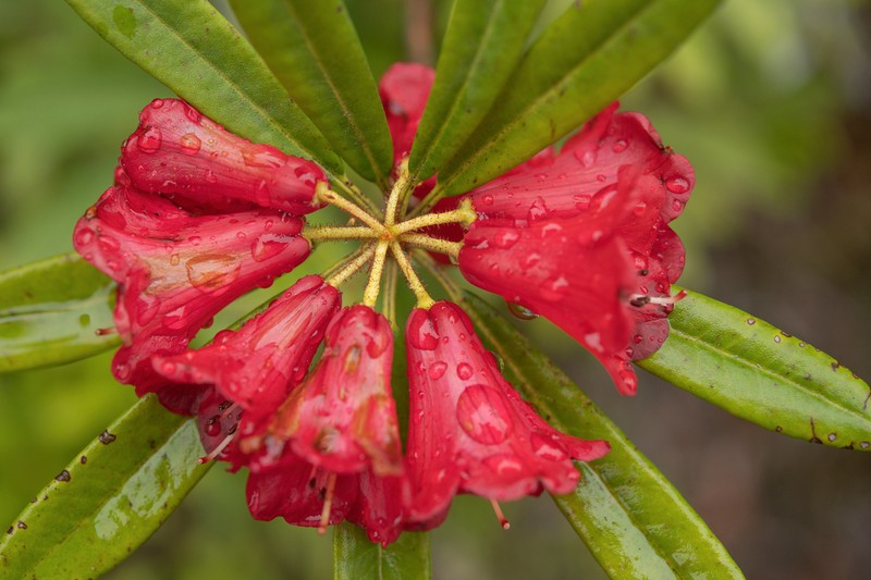Rhododendron neriiflorum photo 8