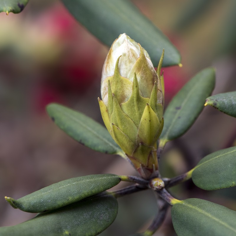 Rhododendron neriiflorum subsp. neriiflorum