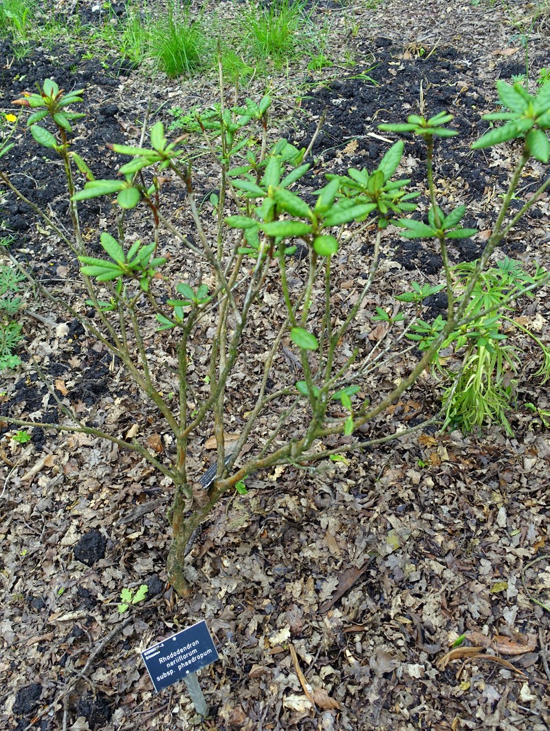 Rhododendron neriiflorum var. appropinquans