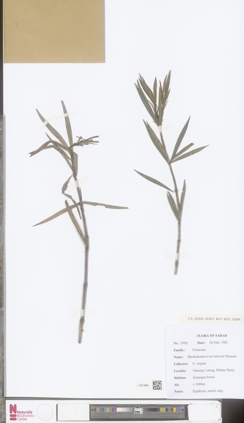 Rhododendron nervulosum