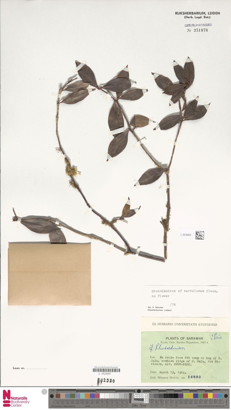 Rhododendron nervulosum photo 2