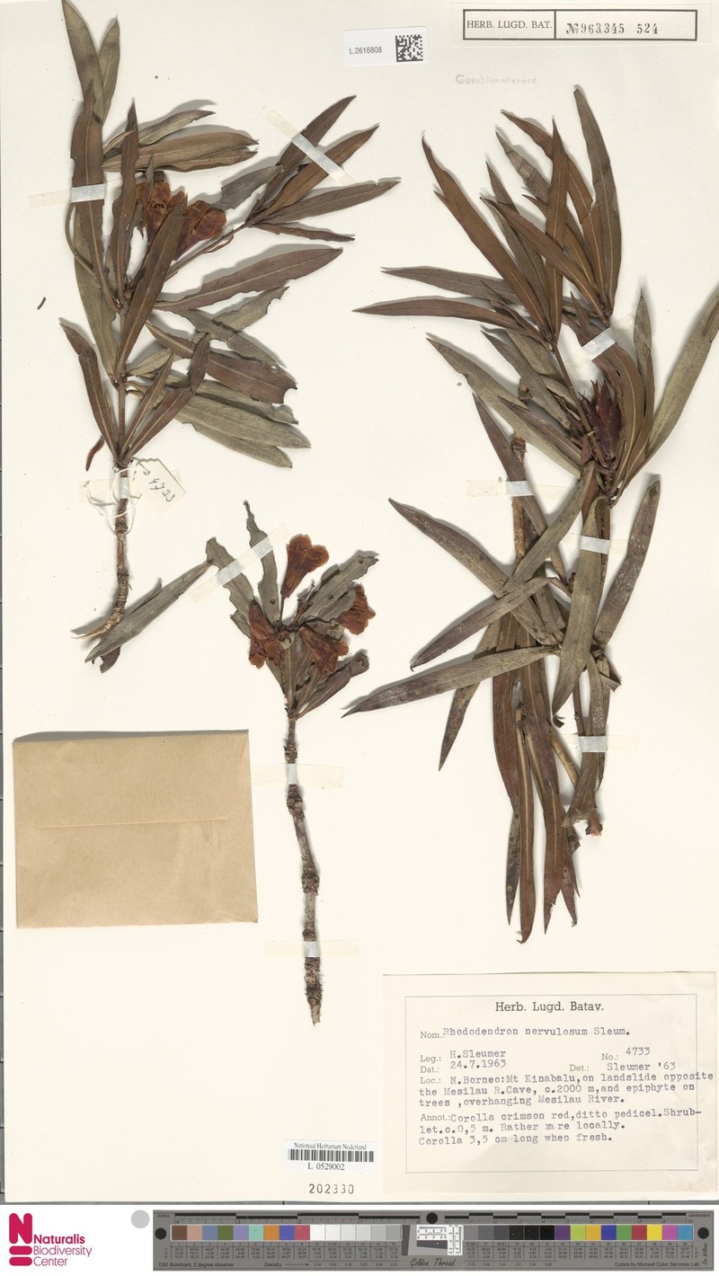 Rhododendron nervulosum photo 3